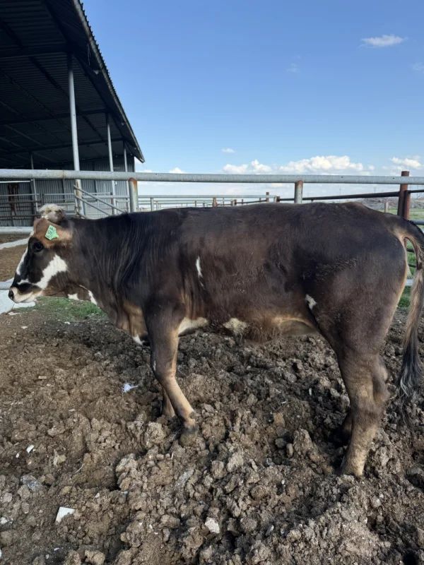 nV77kjUVHIwECzWWYPohR80LEsHjty-metaSU1HXzQyNTUuanBlZw==-