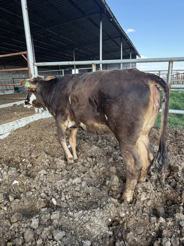 W4hDFpiZ1iomx35i72lMrCH1cjqI8E-metaSU1HXzQyNTQuanBlZw==-