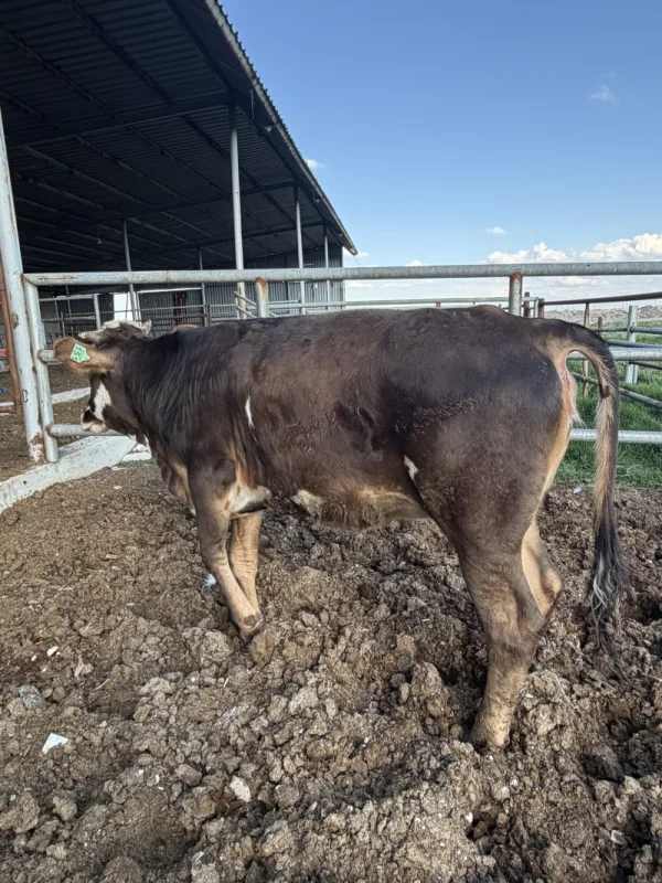 6VijvjltV0z9RXpLuC1JICH2u2v3HJ-metaSU1HXzQyNTMuanBlZw==-