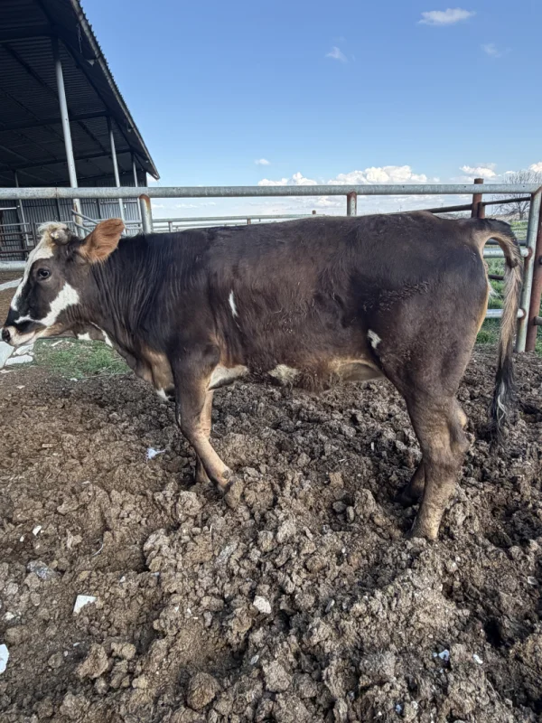 LOK6O5bD7Hjp0HULyD3viSQRlaIugZ-metaSU1HXzQyNTIuanBlZw==-