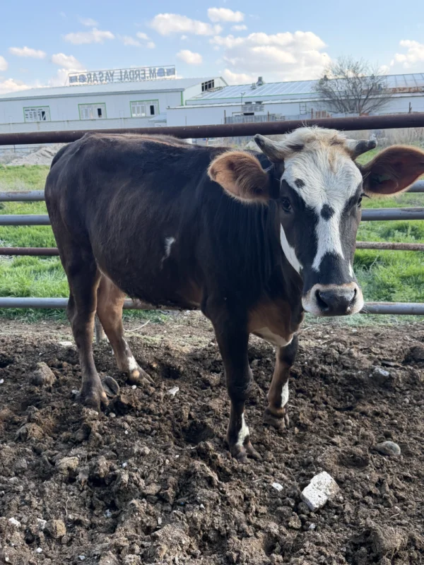 qEfXZaN8lysOYigfjrkIY99w4lJazv-metaSU1HXzQyNTEuanBlZw==-