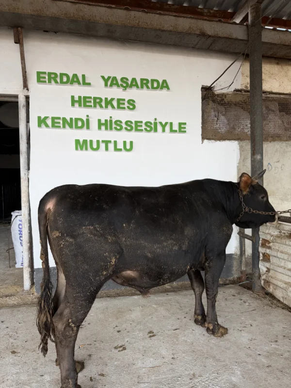 1KZ2MAHhwBluDAdgW4O5viFDrKIJx1-metaSU1HXzQyOTUuanBlZw==-