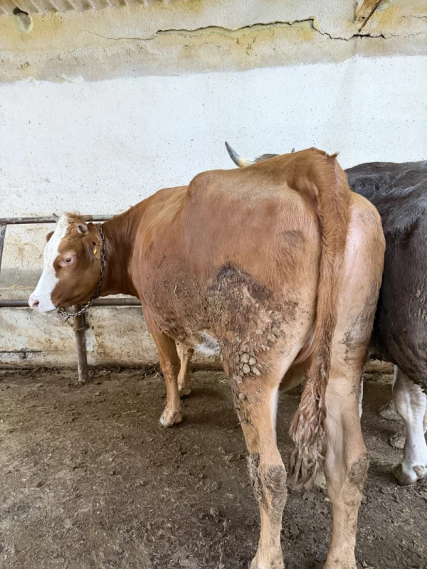 865T7ixSeaZMvynmAkSzcjXpm3LtTk-metaSU1HXzQzMDAuanBlZw==-