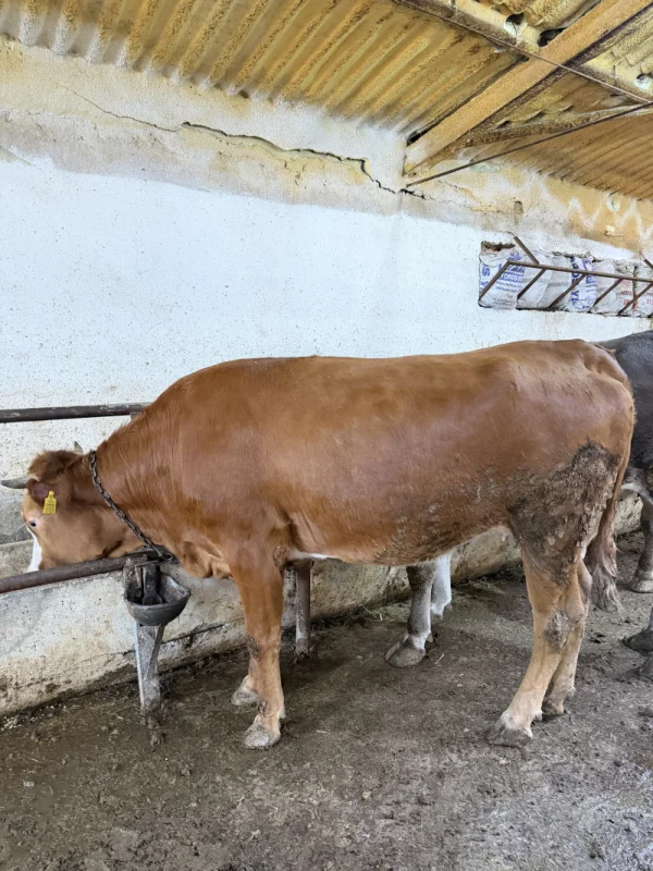 w2zXXPWweRSXCFSIBzB8M1xKTPImo8-metaSU1HXzQyOTkuanBlZw==-