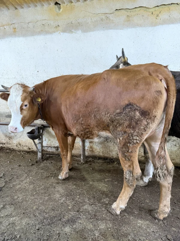 odazylvfjsPv7bTZqWoUkE2wJnaEdU-metaSU1HXzQzMDIuanBlZw==-