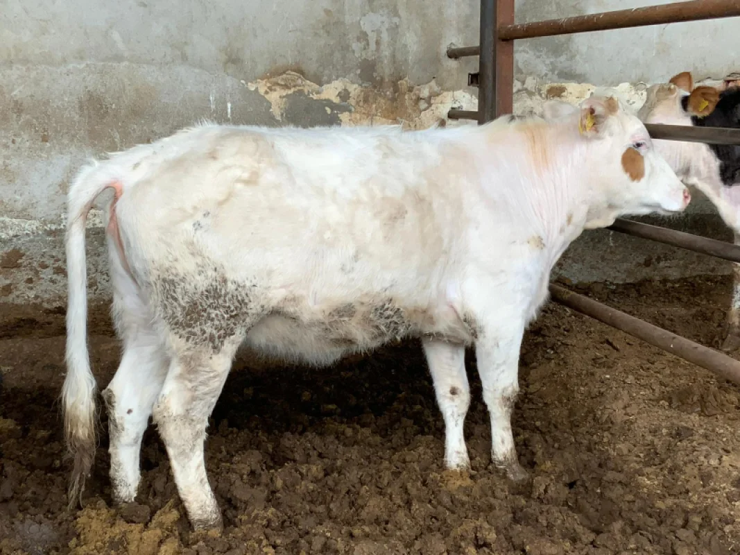 G7NQyZOMmwqZINv87LItmh5lg7zR69-metaMS5qcGVn-